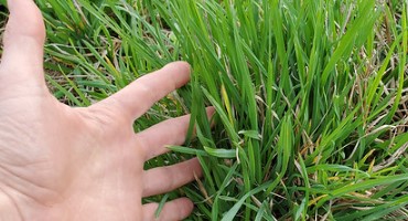 Manage Cool-Season Perennial Grasses Now for a Successful Grazing Season