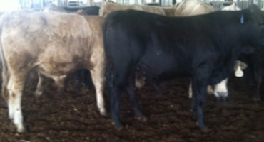 Using Growth Implants in Calves and Stockers