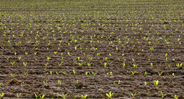 Finished corn planting? One farmer is