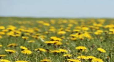 Control of Dandelion With Spring/Summer Herbicide Treatments