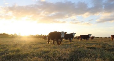 Beef, Cattle Prices on the Rise
