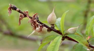  Causes of Twig Dieback in Peach Trees