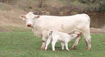 Cattle Chat: Breeding Cows with Artificial Insemination