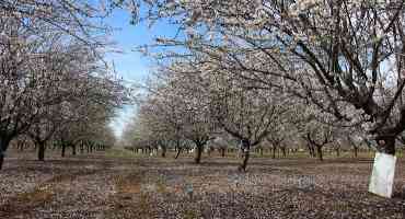 Almond Production Remains Stable in the Long Term, Despite Deficit Irrigation