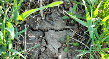 Scout and identify weeds in Ont. fields