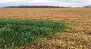 Cover Crop Termination Timing to Help Manage Soil Moisture