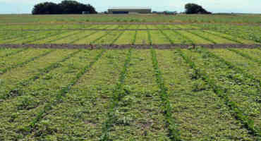 The Fight Against Palmer Amaranth, the Herbicide-Resistant Soybean Weed