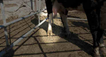 Lameness in Cattle: Causes Associated With Infections