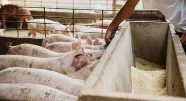 Shifting from corn to wheat in pig diets