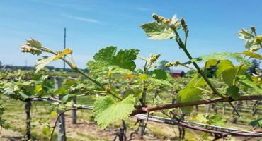 Early Season Vineyard Management