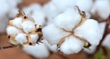 Prices Good, Drought Bad for Texas Cotton