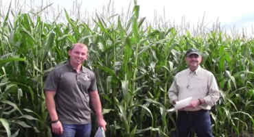 Selecting Corn Hybrids for Silage Based on Quality Measures