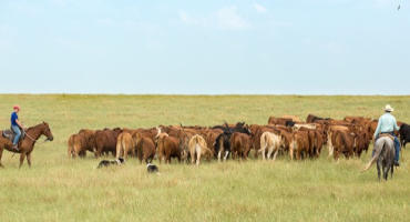 NCBA Backed Study Proves Stepped-Up Basis Repeal Would Be Detrimental to Farms and Ranches