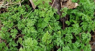 Poison Hemlock: Facts About this Early Season Weed