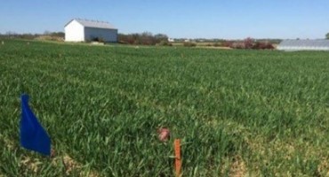 Using Growth Regulators on Small Grains