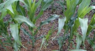 Tips for Corn and Soybean Planting