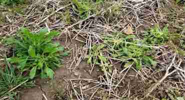 Marestail Burndown: What Options are Available?