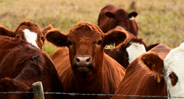 Cdn. cattle sector watching U.S. COOL discussions
