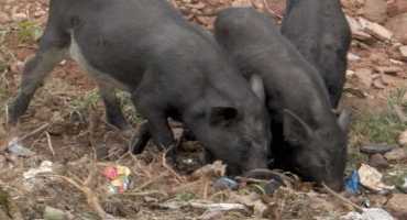 JWM: Landfills Bolster Wild Pig Numbers