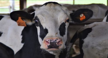 Effects of Repeated OPU Procedures on Fertility in Cattle
