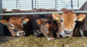 Cattle Price Slides