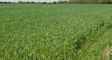 Oklahoma Wheat Crop Condition Drops 9 Points But Still Ranks Among The Best in The Region According to Latest USDA Crop Progress Report