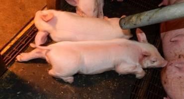 Value from Sewage? New Technology Makes Pig Farming More Environmentally Friendly