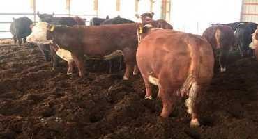 Beef Producers Prioritizing Cow-calf Comfort, Efficiency