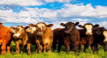 Alabama Beef Quality Assurance: Using Handling Facilities Correctly