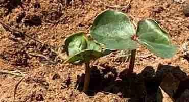 Controlling Early Season Cotton Pests