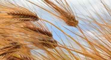 Scientists Identify Networks for Spikelet Formation in Barley