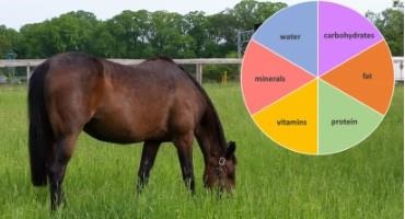 Creating the Right Mix: Understanding Nutrients in a Horse’s Diet
