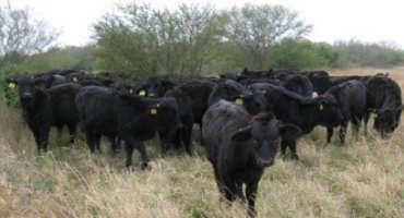 Great Plains Grasslands, Beef Cattle Production, Rural Economies Challenged by Climate Variability