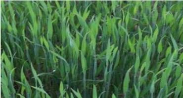 Wheat Between Feekes 8 and 10 and Disease Concerns
