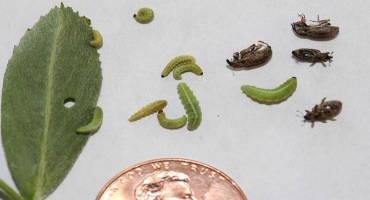 Scouting Advised for Alfalfa Weevil