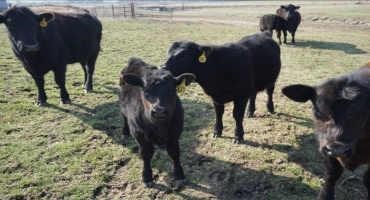 Lawsuit Against USDA Over Electronic Livestock Tags Continues