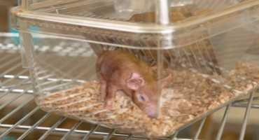 Ingenious: Mapping the Pig Genome