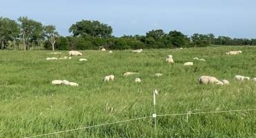 Livestock Nutrient Management Important on Small Farms