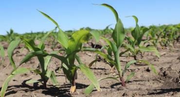 Corn, Soybean Planting Falls Slightly Behind 2020