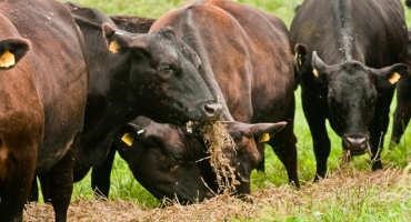 What does the USDA-NASS Cattle on Feed Report Tell us About Cattle Production?