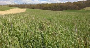 Maturing Cover Crops: Can I Sell the Seed?