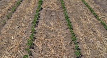 Planting Green in Minnesota