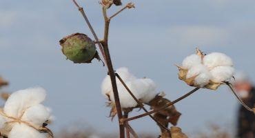 Oklahoma Farmers Need to Assess the Nitrogen Needs of their Crops