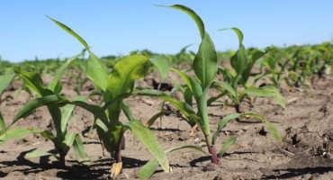 Nebraska Corn Planting at 71%, Soybeans at 47%