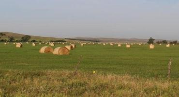 Pasture and Forage Minute: Harvesting Small Grains, Fertilizing Hay Meadows and Selecting Summer Annual Grass