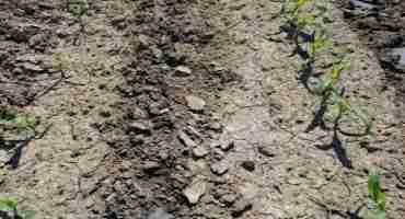 Incorporating Surface Applied Manure on Corn