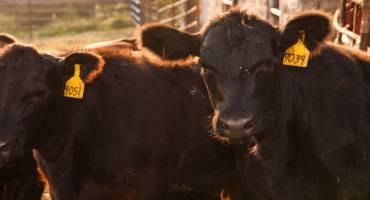 Livestock Organizations Discuss Challenges in Cattle Markets