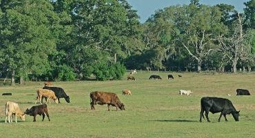 Effective Management of Warm-Season Pastures During the Spring Transition