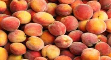 Texas Producers Expect Bumper Peach, Blackberry Crops