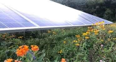 Crops Grown Under Solar Panels and Pollinator Habitats could be Wave of the Future
